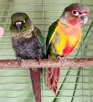 Papoušci v Kolíně